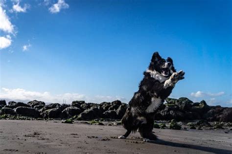 Ritrovare il cane smarrito: cosa fare subito e i consigli operativi